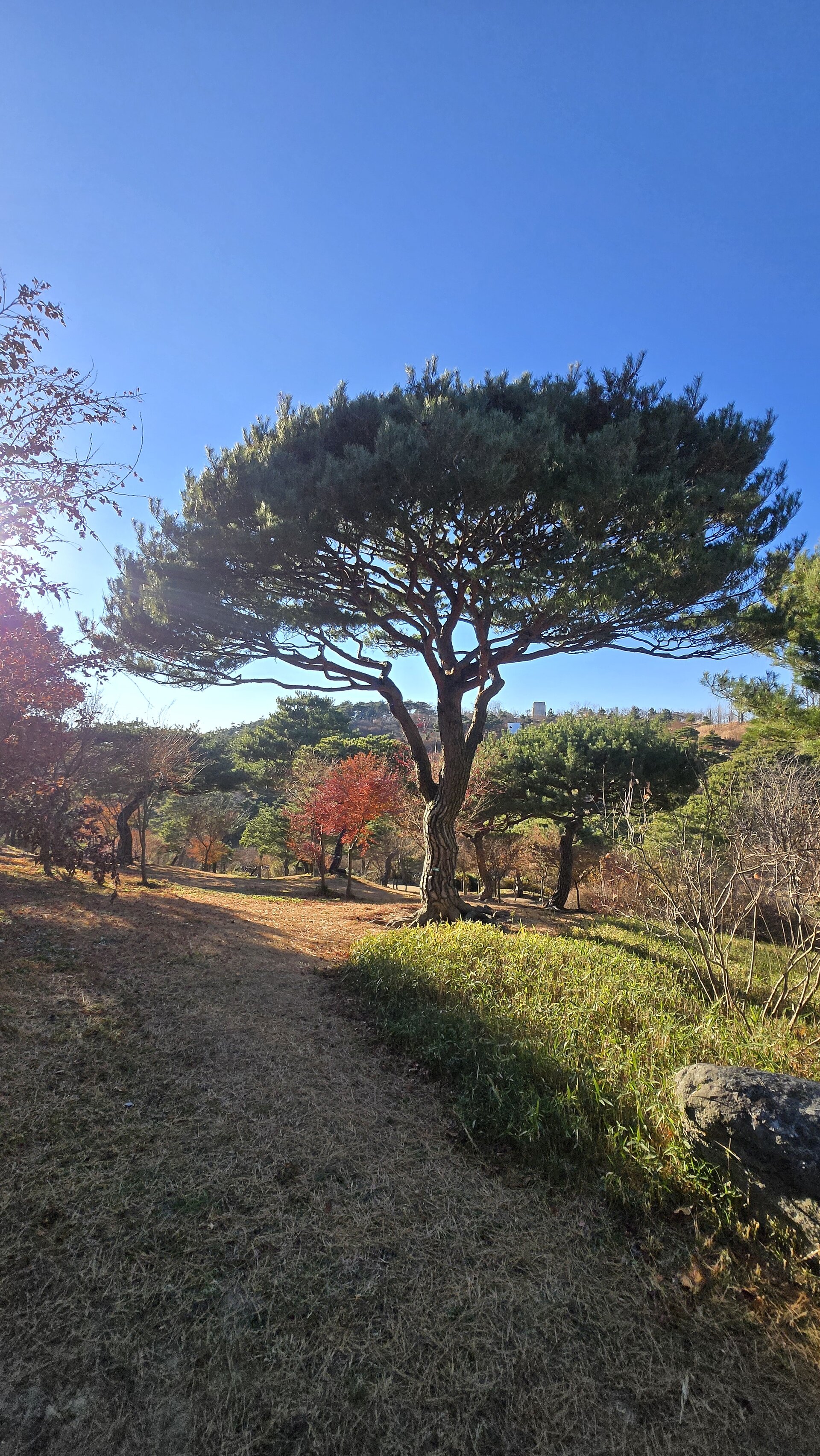 Sayuwon